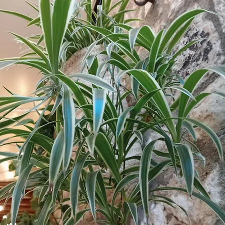 Apartamento La Casa Nel Vicolo